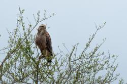 Foto Aguilucho Colorado