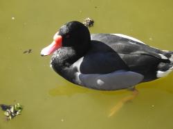 Foto Pato Picazo