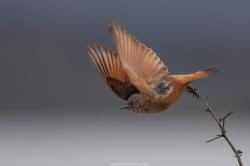 Photo Birro Común