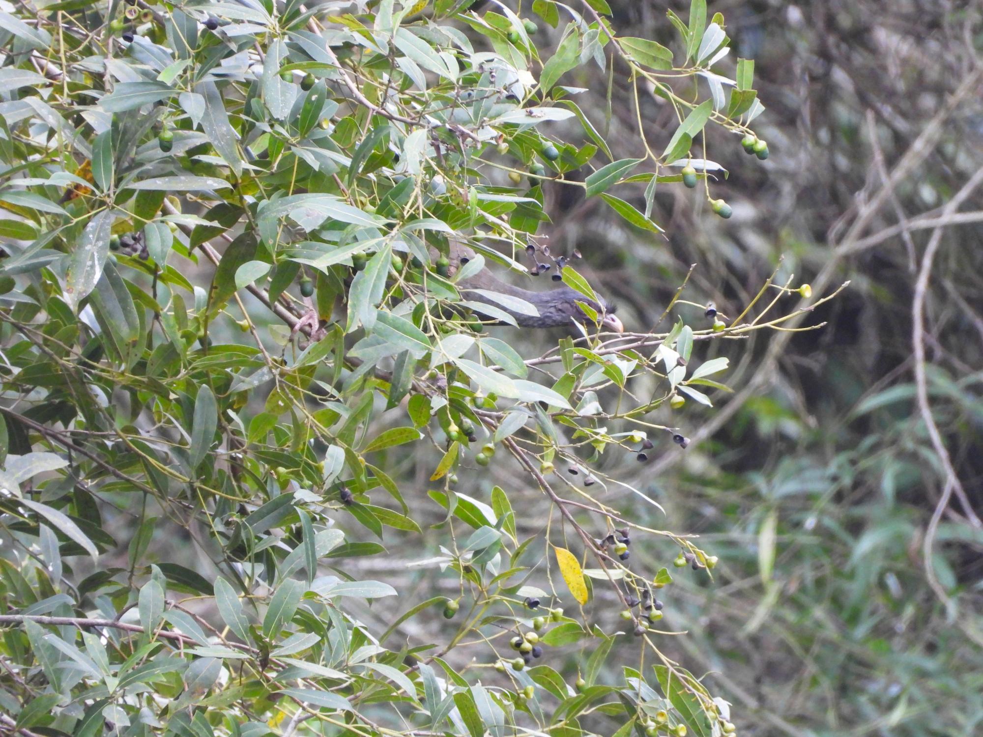 Foto Laurel Criollo