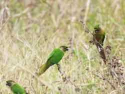 Foto Chiripepé Cabeza Verde