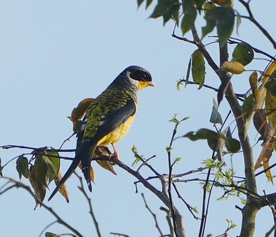 Phibalura&nbsp;flavirostris