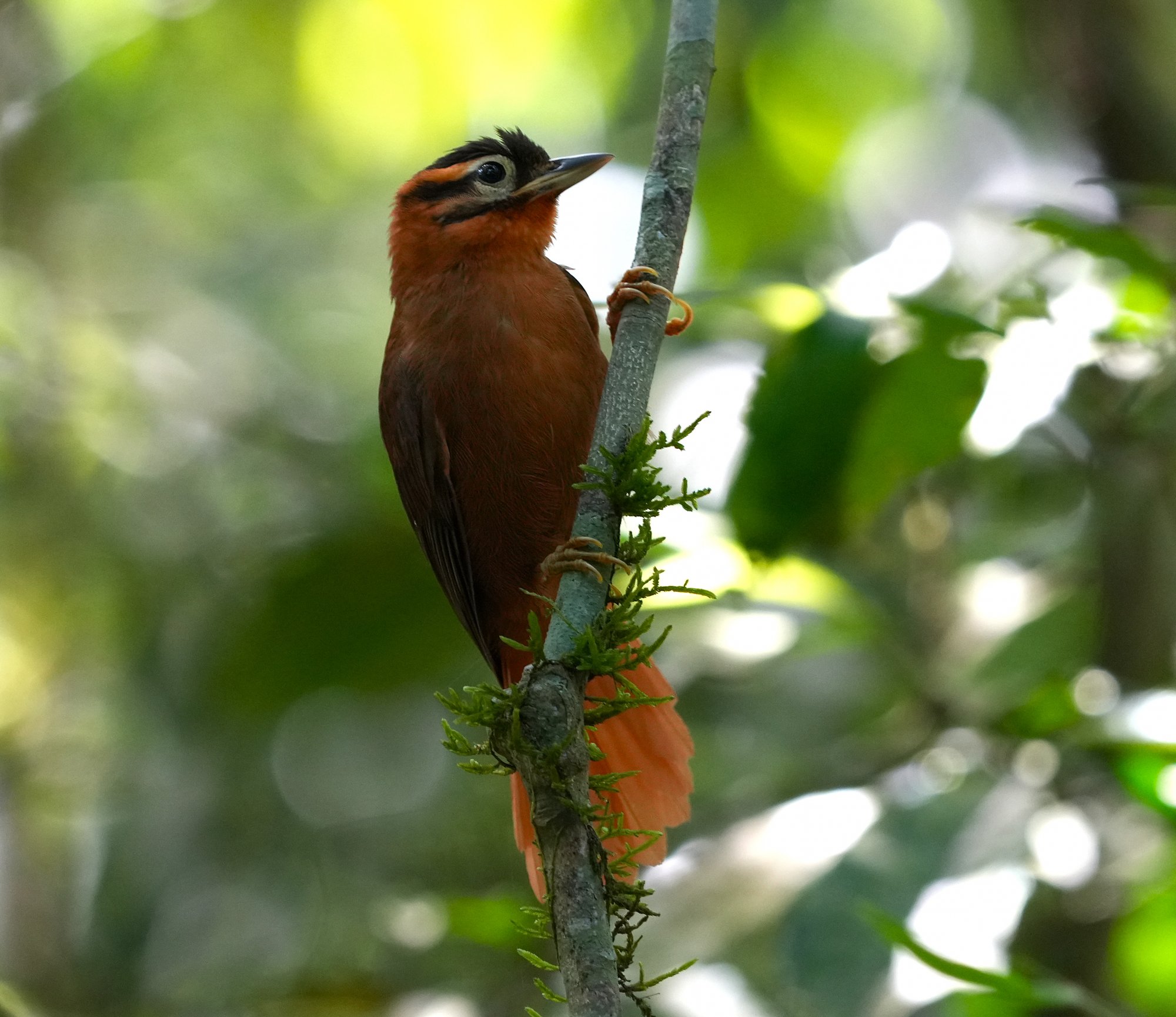 Philydor&nbsp;atricapillus
