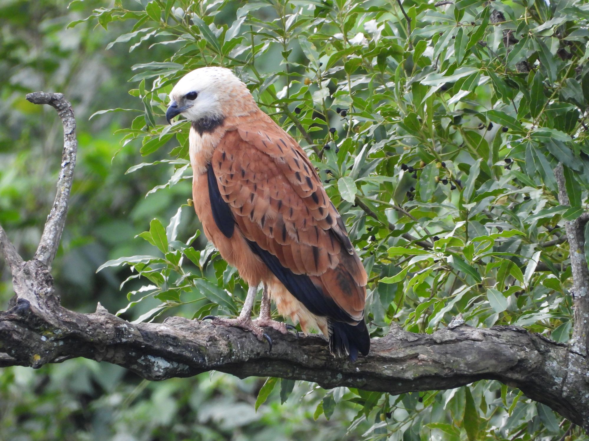 Foto Aguilucho Pampa
