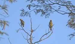 Photo Loro Hablador