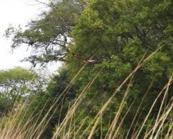 Foto Aguilucho Colorado