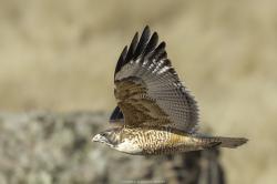 Foto Aguilucho Común