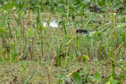 Foto Cardenilla
