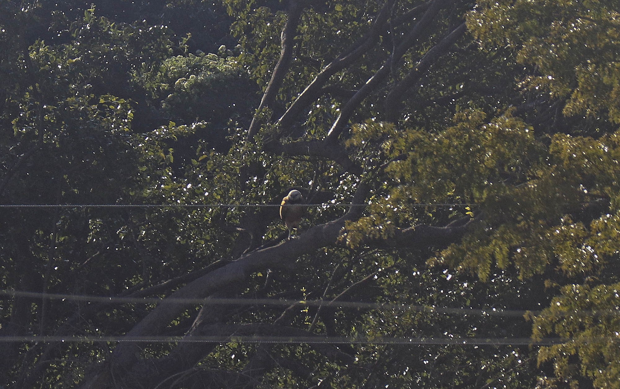 Photo Aguilucho Pampa