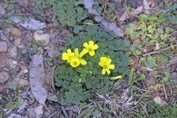 Foto Vinagrillo Amarillo