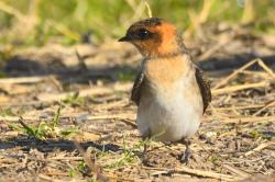 Photo Golondrina Cabeza Rojiza