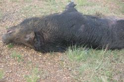 Foto Eurasian Wild Pig