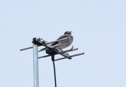 Foto Monjita Gris