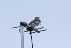 Foto Monjita Gris