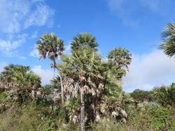 Photo Palmera Caranday