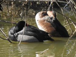 Foto Pato Picazo