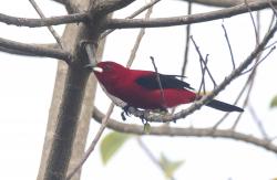 Photo Fueguero Escarlata