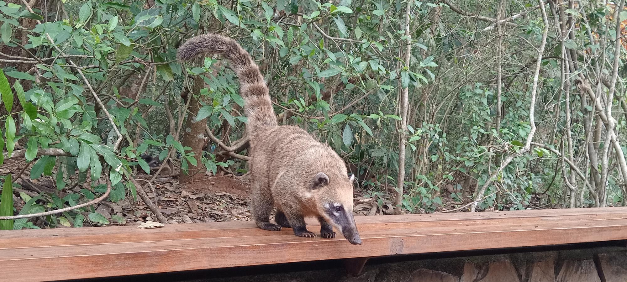 Photo Coatí