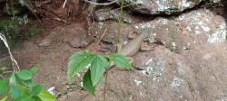 Foto Lagarto Trepador