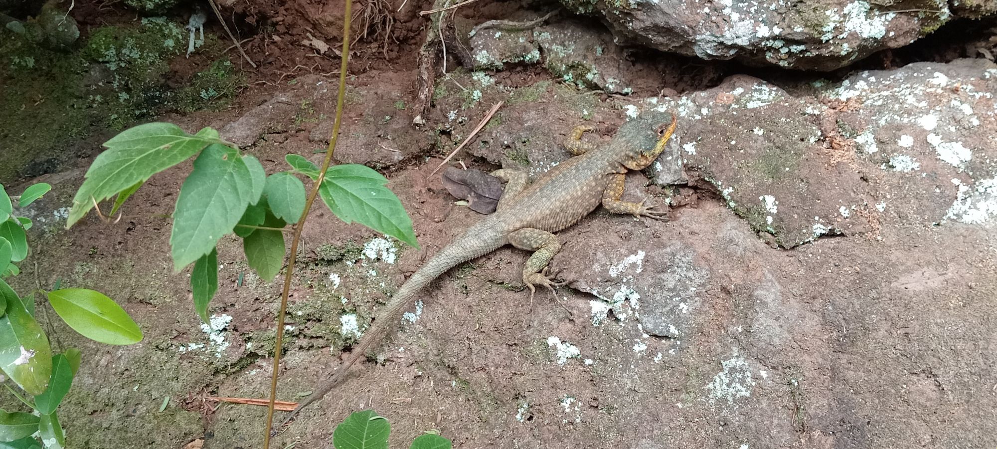 Foto Lagarto Trepador