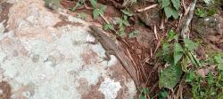 Foto Lagarto Trepador