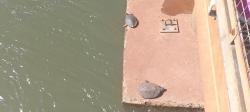 Foto Tortuga de Arroyo