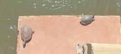 Foto Tortuga de Arroyo