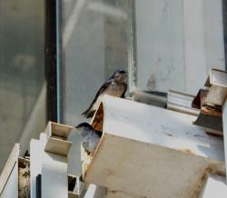 Foto Golondrina Doméstica