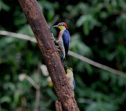 Photo Carpintero Arcoiris