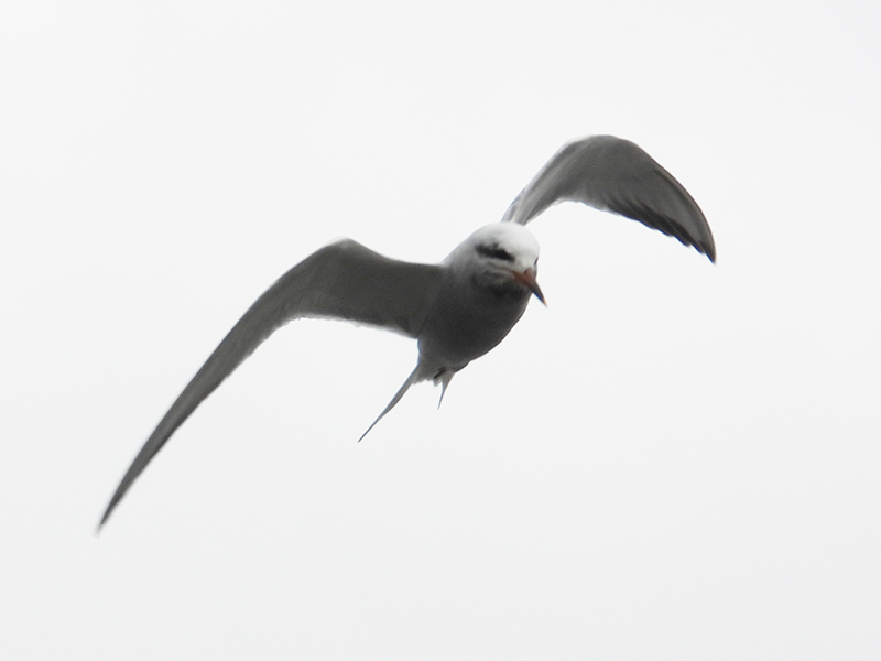 Foto Gaviotín Lagunero