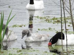 Foto Cisne Cuello Negro
