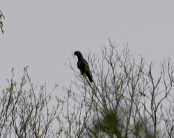 Foto Loro Maitaca