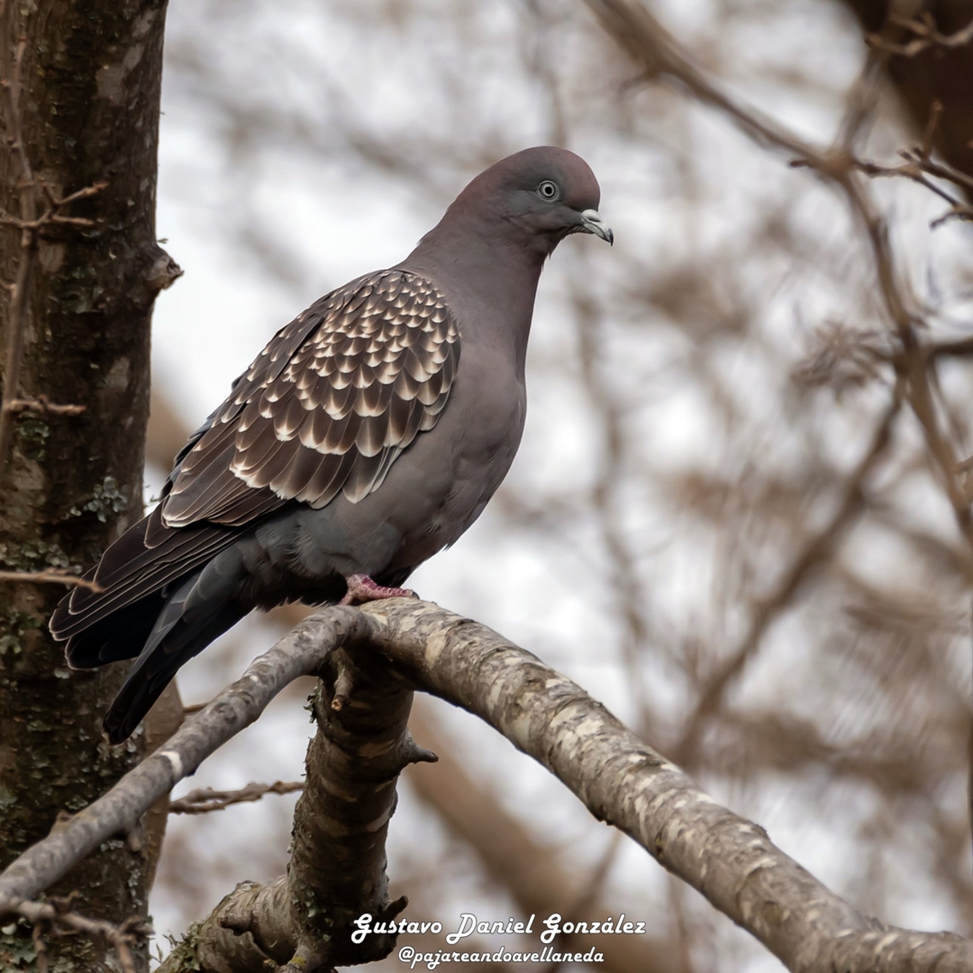 Pomba-do-orvalho (Patagioenas maculosa)