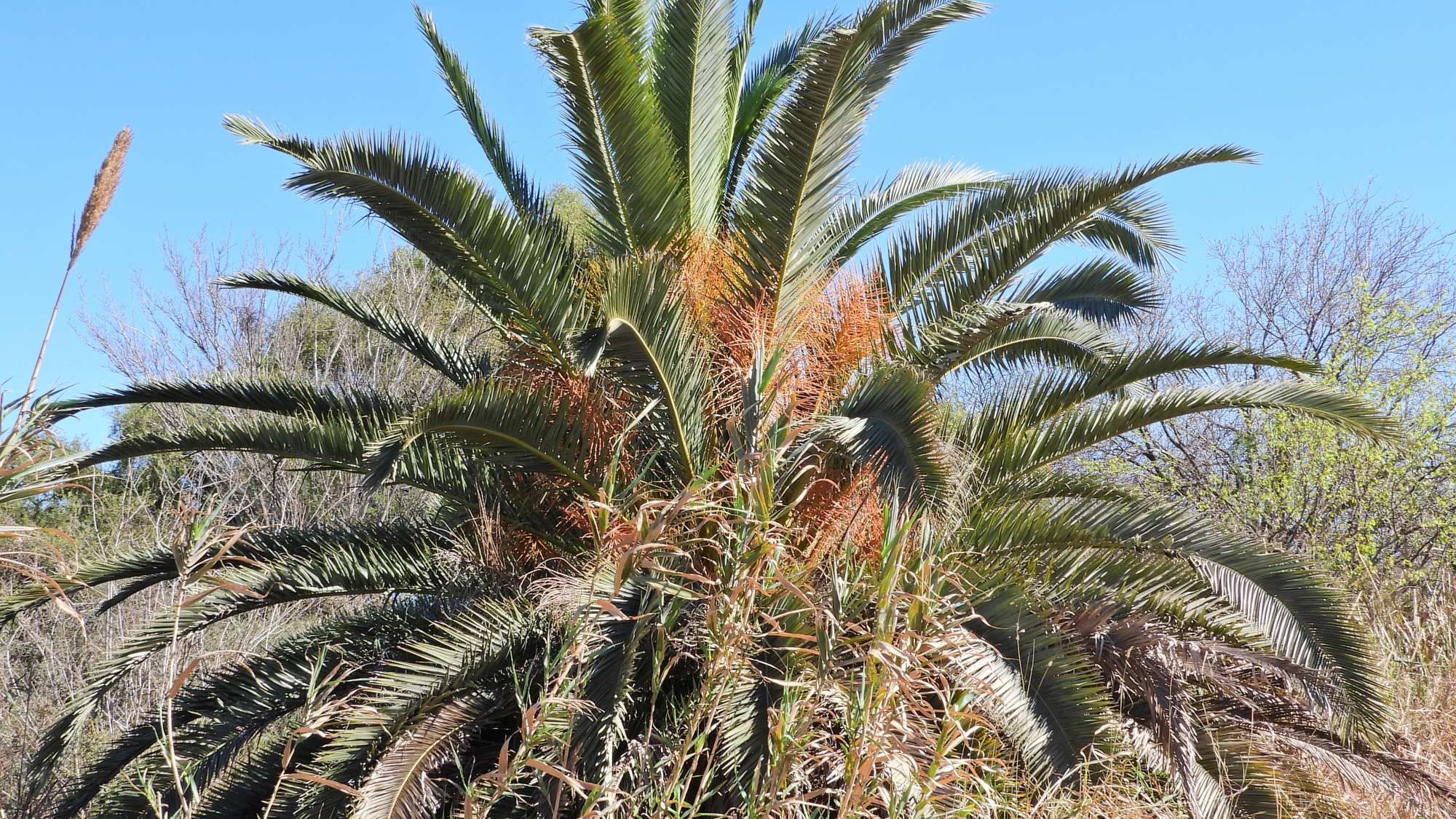 Photo Palmera Canaria