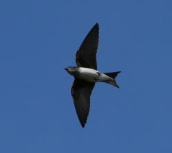 Foto Golondrina Doméstica