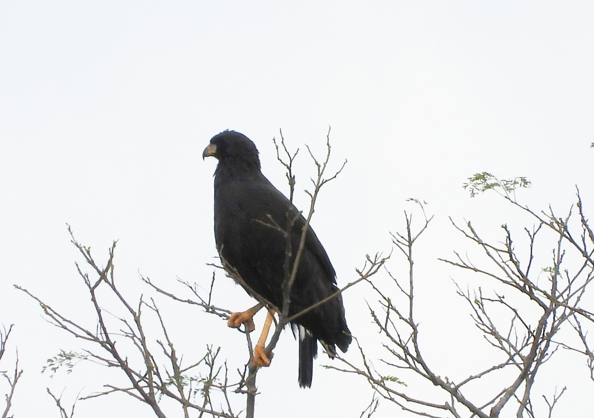 Foto Águila Negra