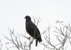 Photo Águila Negra