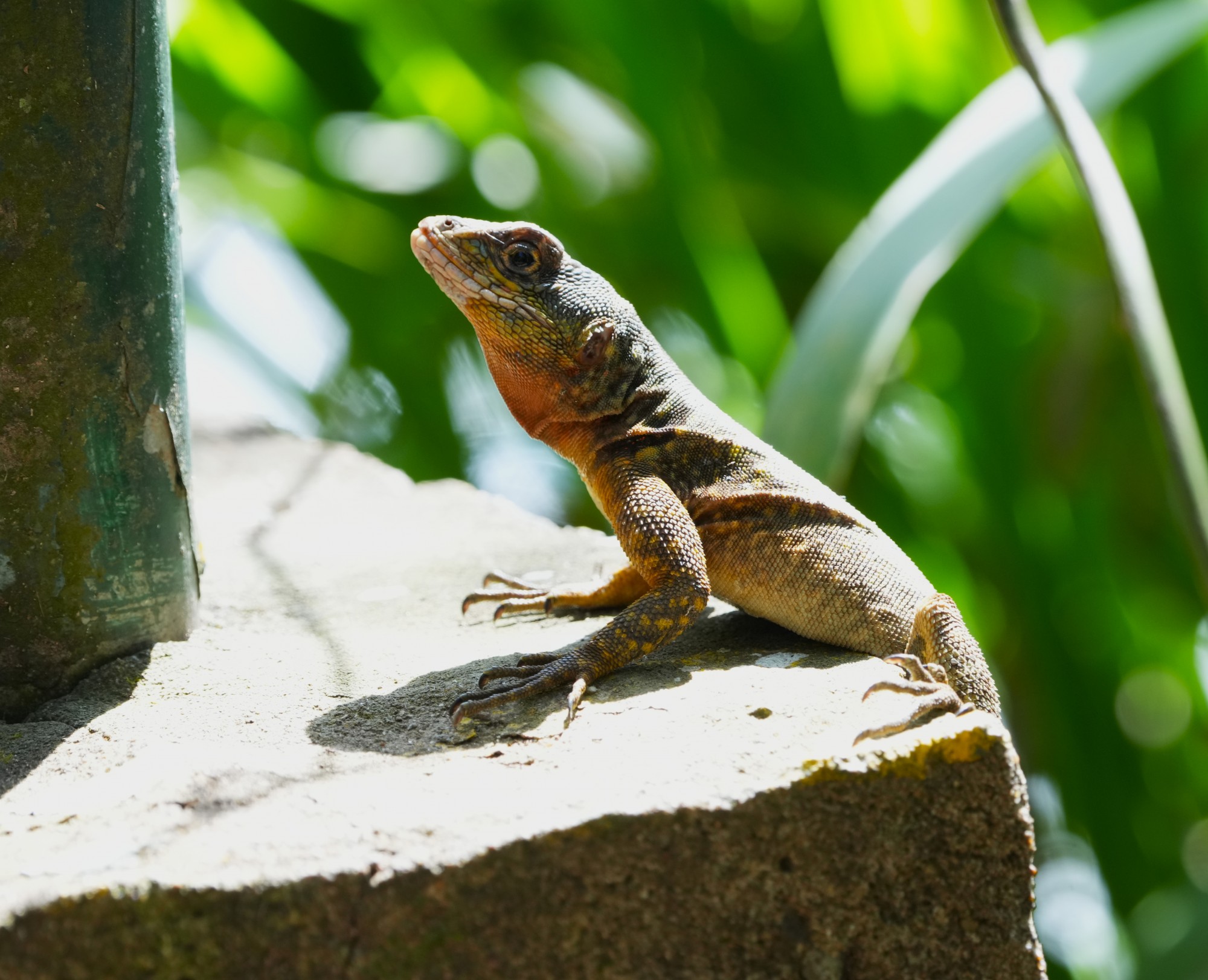 Foto Lagarto Trepador