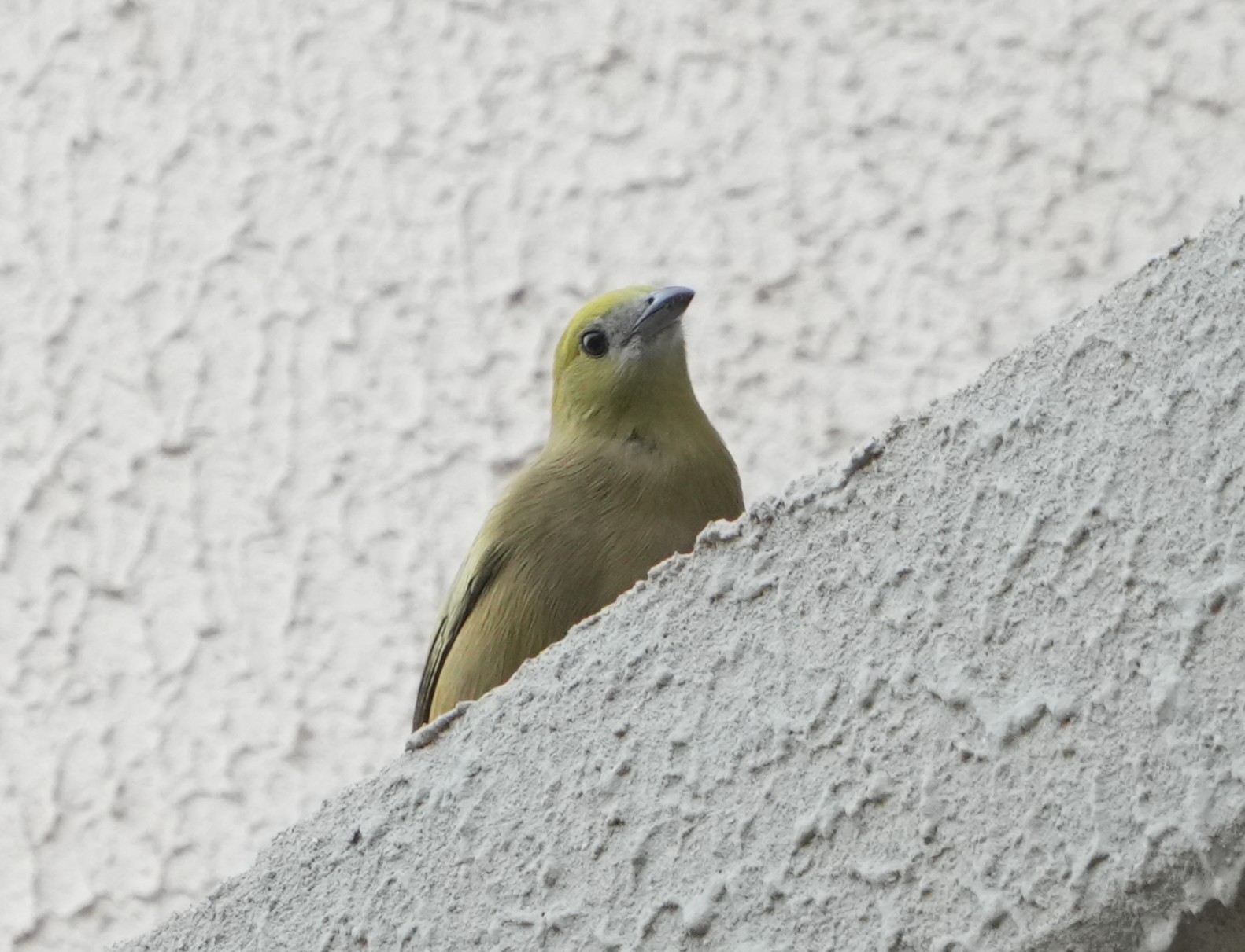 Thraupis&nbsp;palmarum