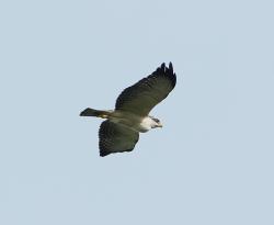 Foto Aguilucho Cola Corta