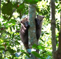 South American Coati (Nasua nasua)