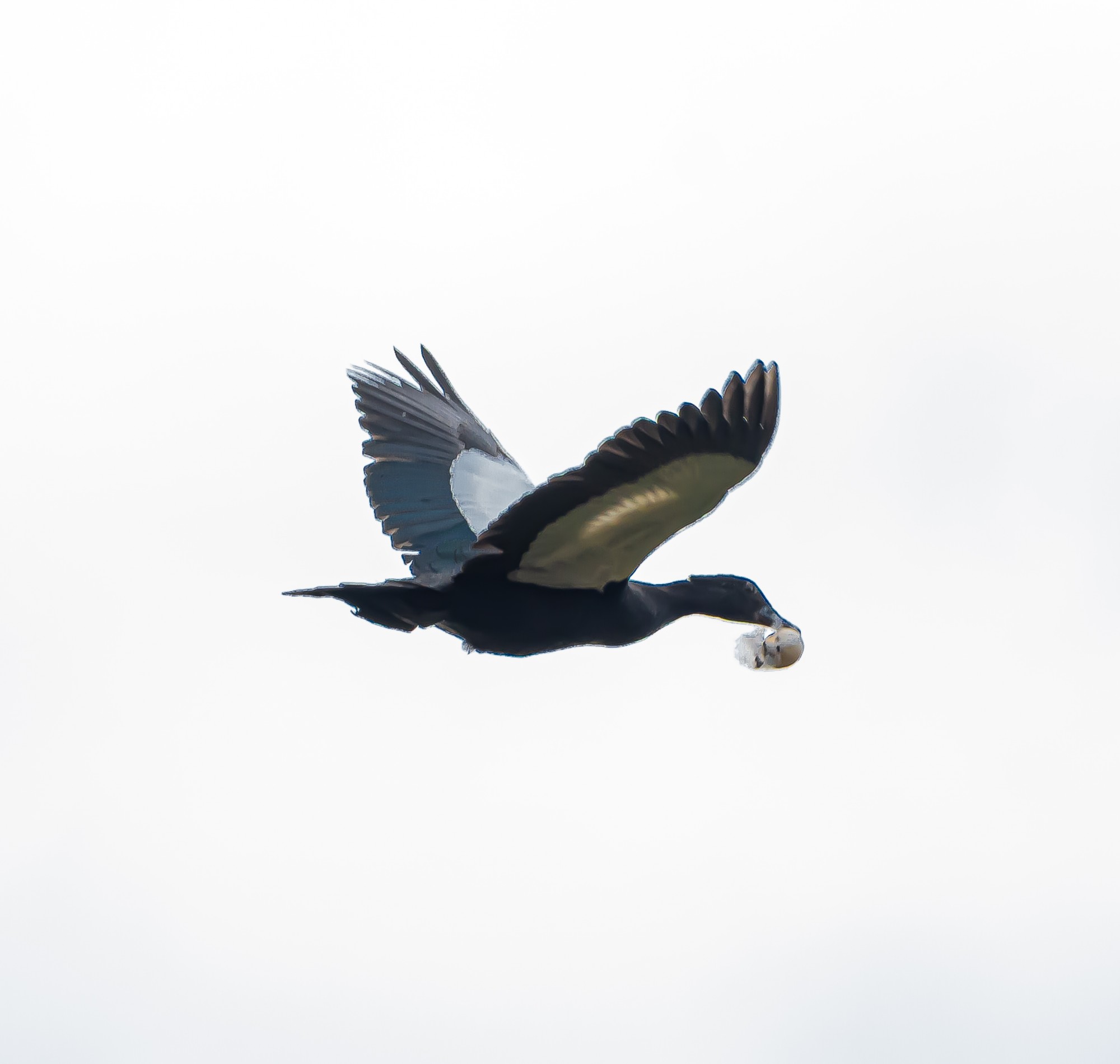 Cairina&nbsp;moschata