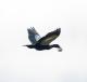 (Cairina moschata)