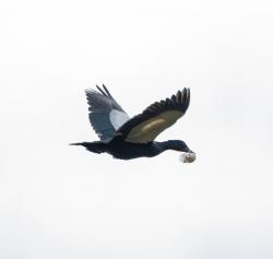 Foto Pato Real