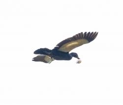 Foto Pato Real