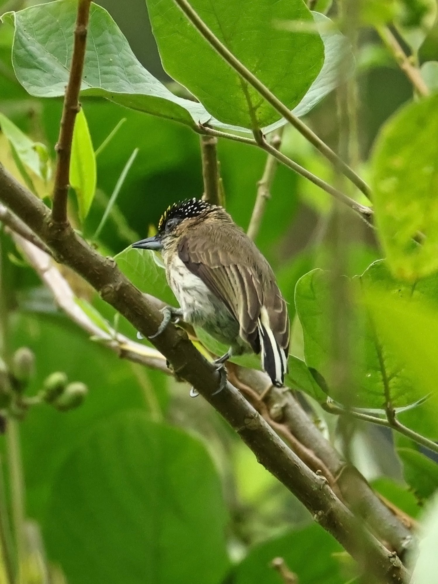 Photo Carpinterito Colombiano