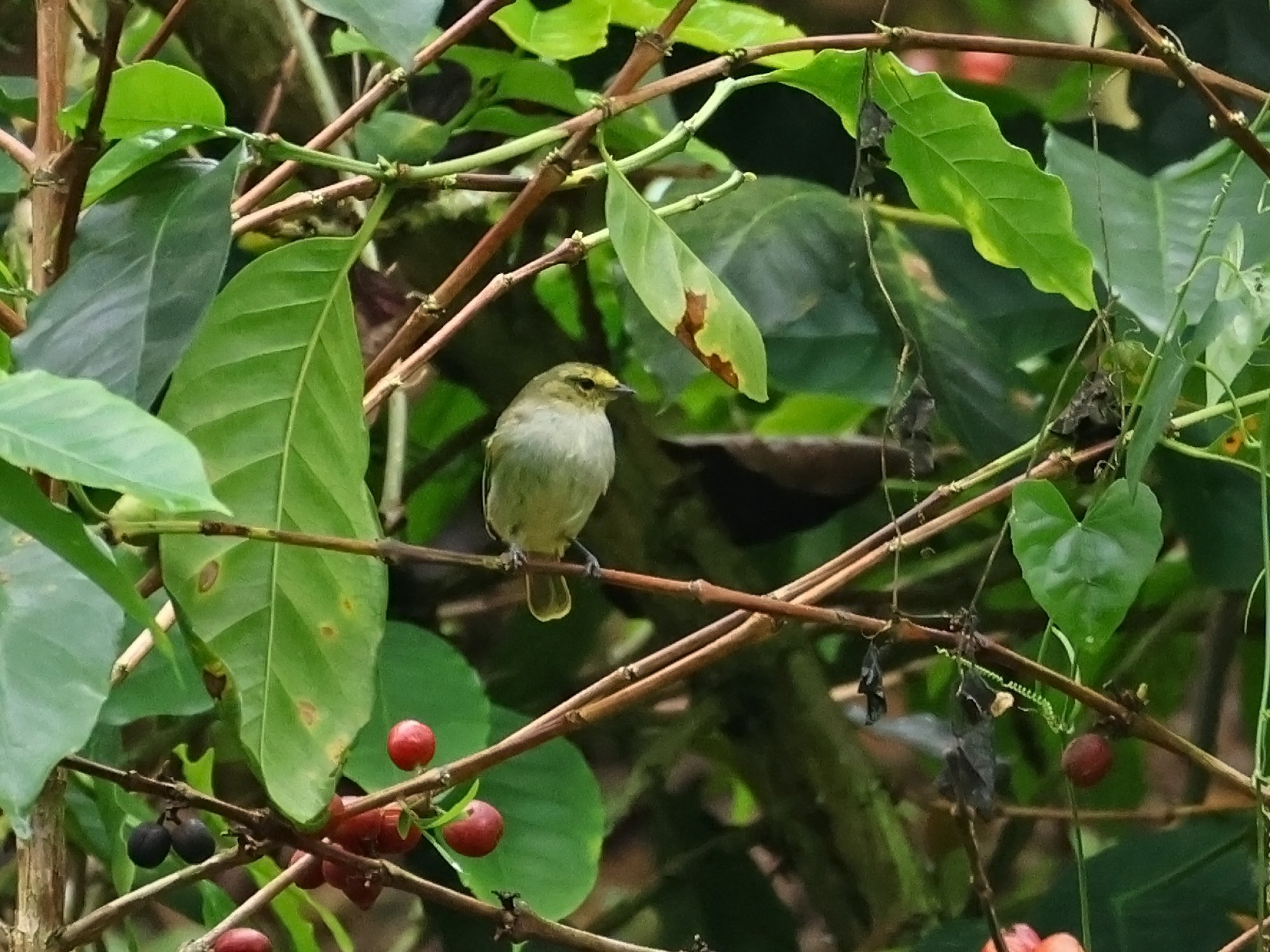 Photo Tiranuelo Cejiamarillo