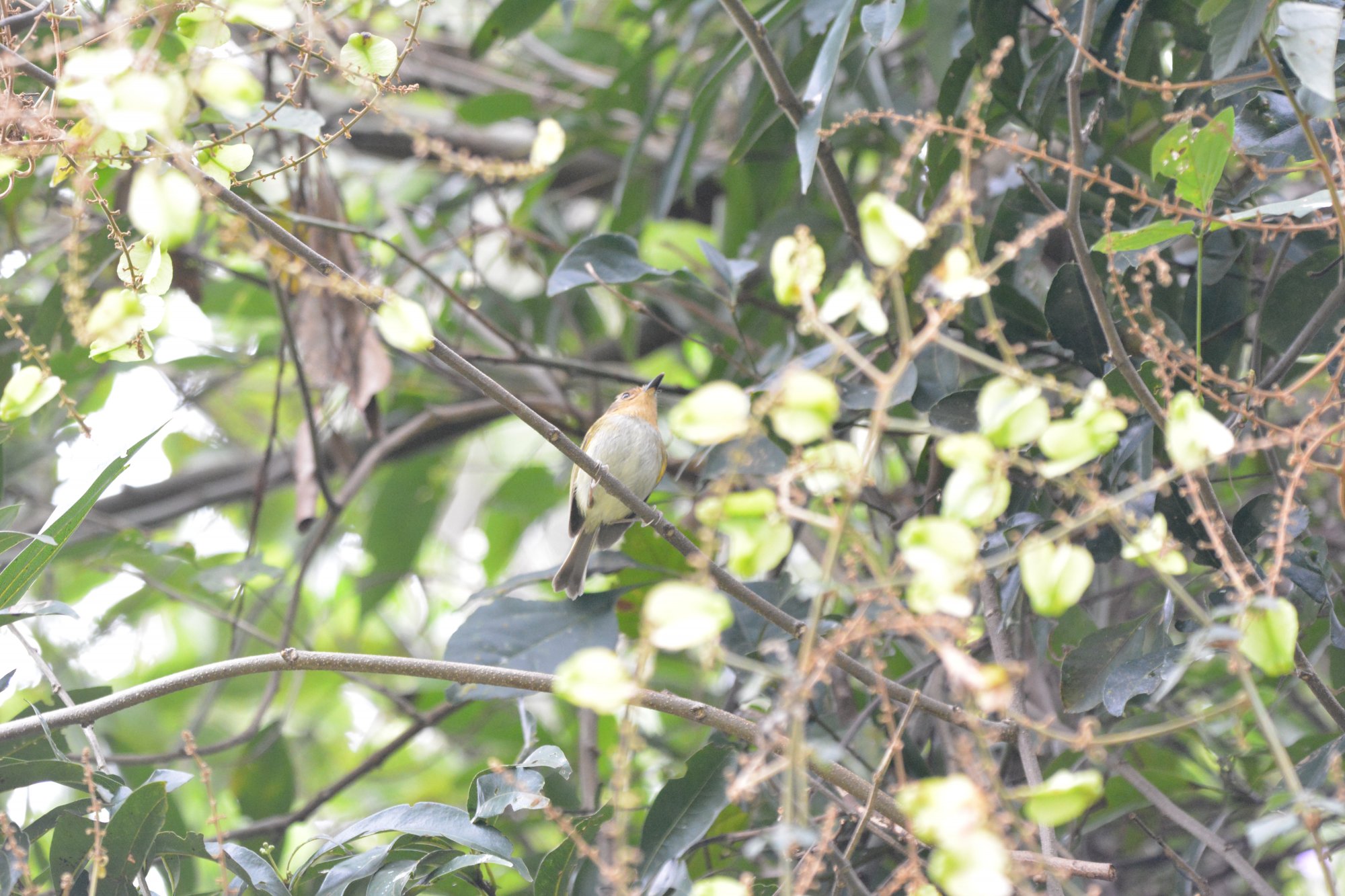 Foto Mosqueta Cabeza Canela