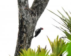 Foto Carpintero Garganta Estriada