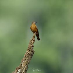 Photo Birro Común